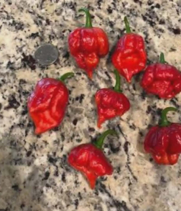 Fresh Ghost Pepper specialty peppers grown at Jayden's Family Farms