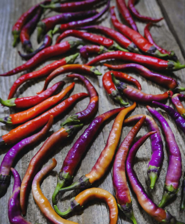 Fresh Buena Mulata specialty peppers grown at Jayden's Family Farms