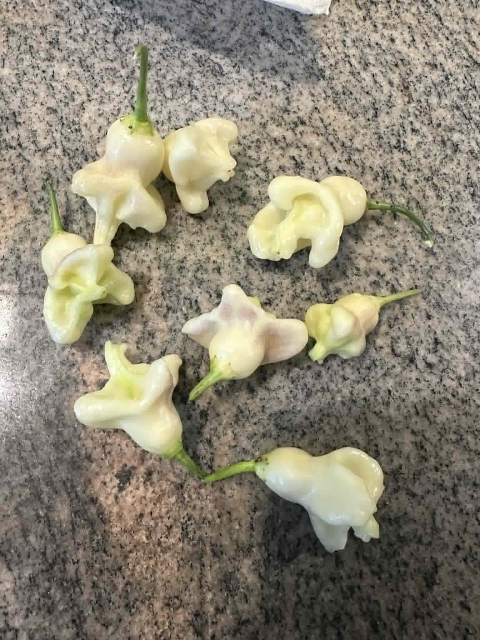 Aji Confusion (White Phenotype)