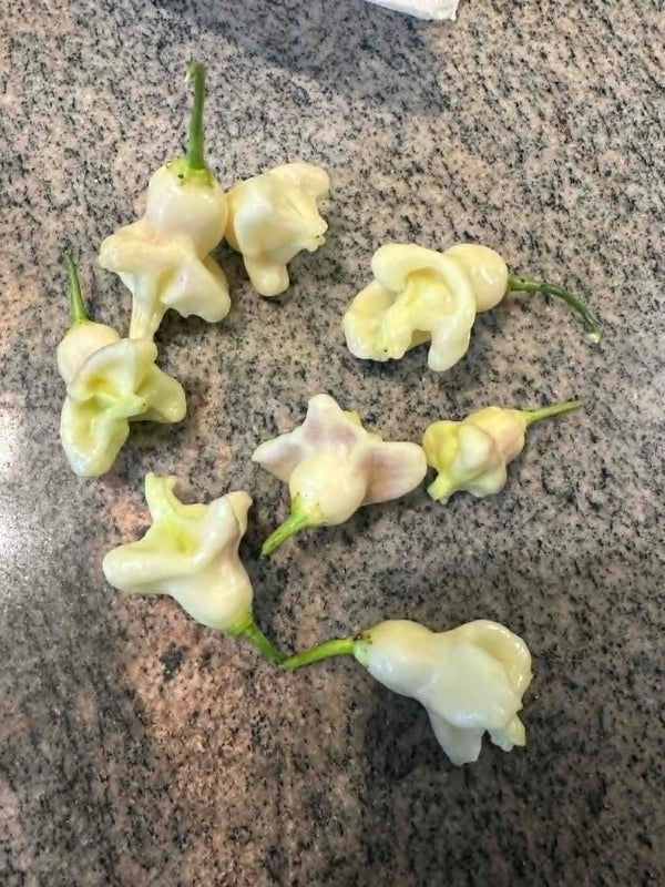 Fresh Aji Confusion (White Phenotype) specialty peppers grown at Jayden's Family Farms