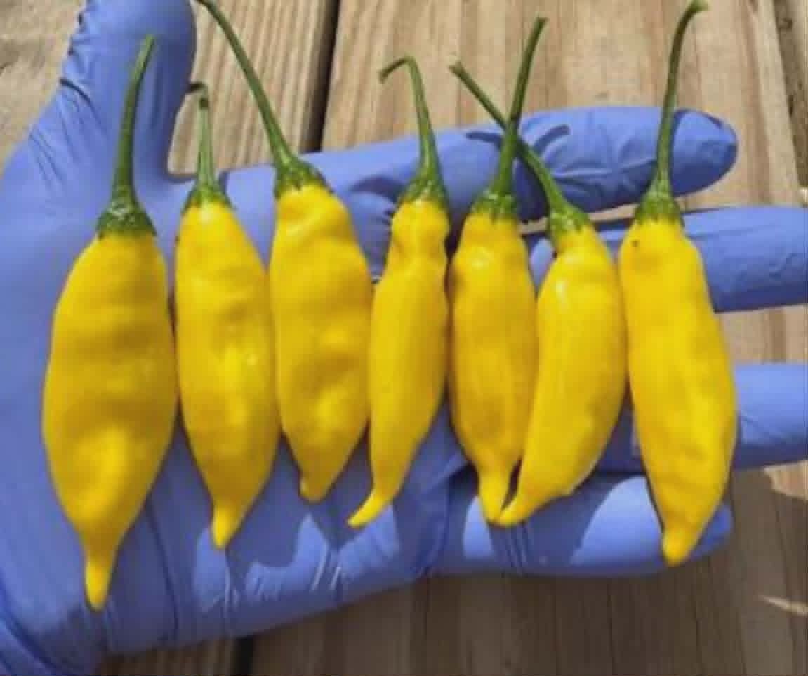 Aji Lemon Drop