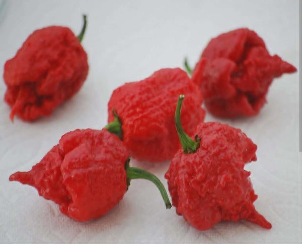 Fresh Dragon's Breath specialty peppers grown at Jayden's Family Farms