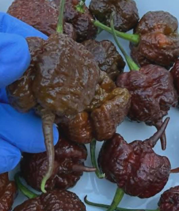 Fresh Chocolate Carolina Reaper specialty peppers grown at Jayden's Family Farms