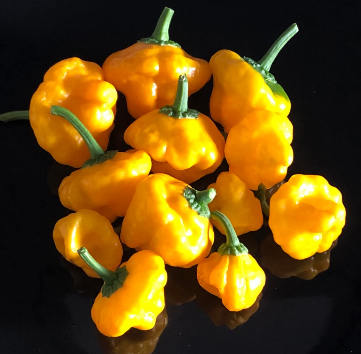 Yellow Scotch Bonnet