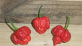 Trinidad Moringa Scorpion