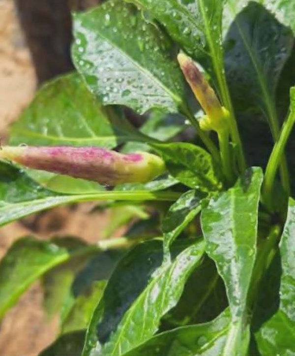 Fresh White Thai specialty peppers grown at Jayden's Family Farms