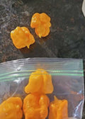 Yellow Seven Pot